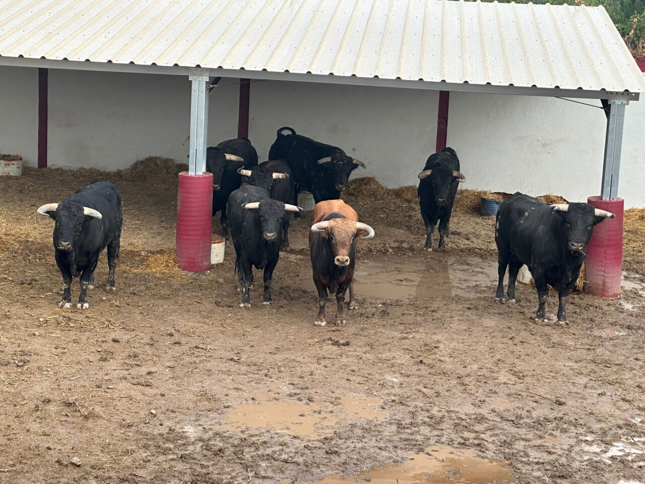Infortunado, de Fuente Ymbro, abre la novillada de esta tarde en Tarazona