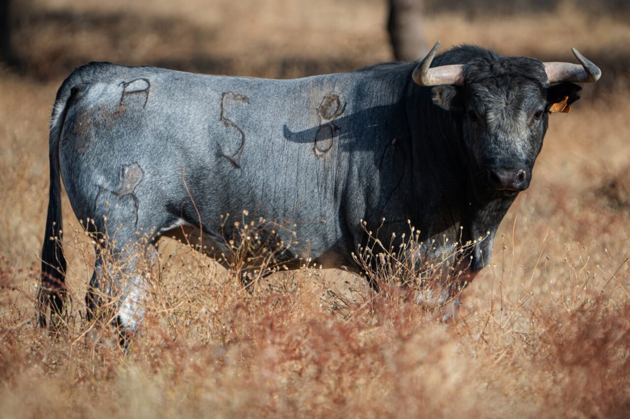 Los novillos de Pablo Mayoral para Arganda del Rey