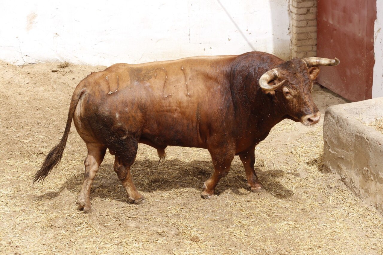 Cuatro toros de La Palmosilla y dos novillos de Luis Algarra para cerrar la feria de Cuenca