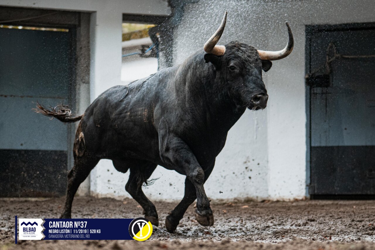 Soleares, de Victoriano del Río, abre la tarde de hoy en Bilbao