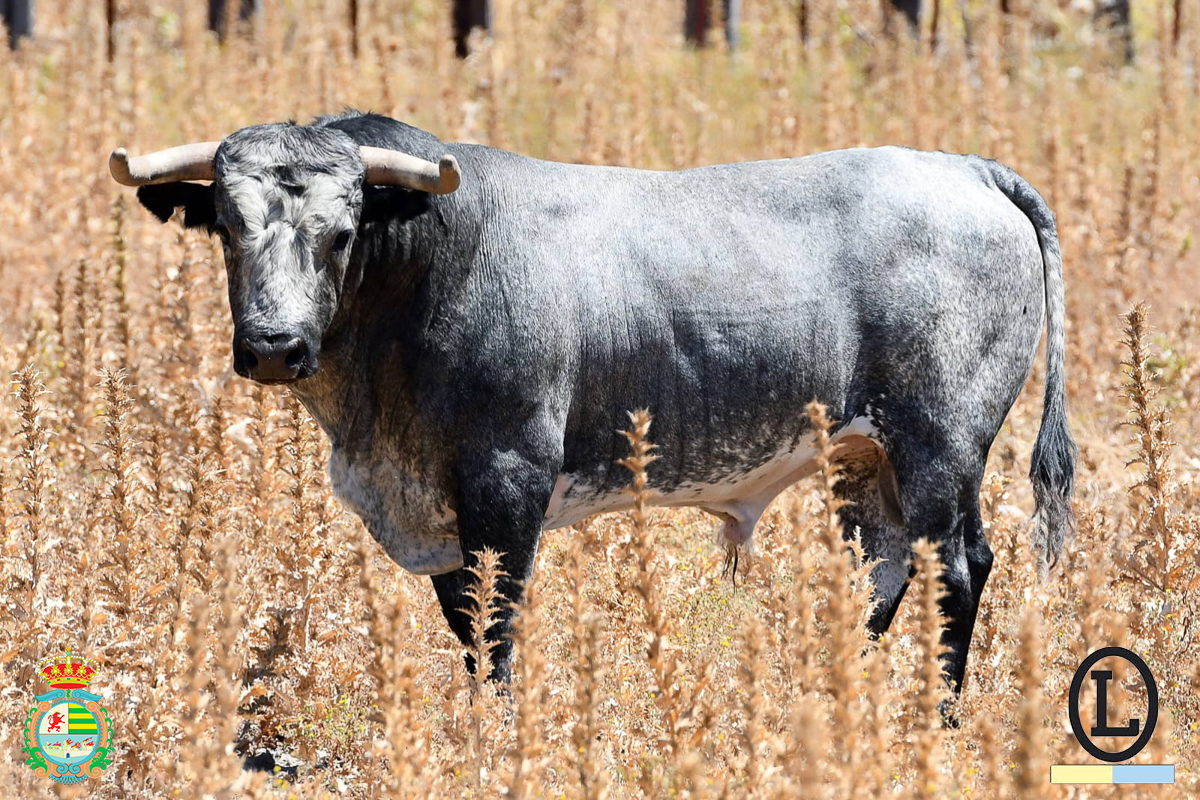 Armonía en la novillada de Ana Romero para Villaseca de la Sagra