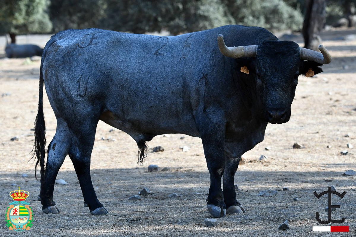 Los novillos de José Escolar para Villaseca de la Sagra