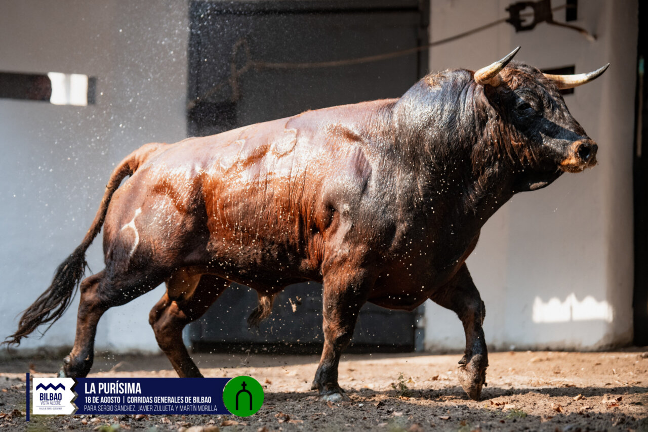 Seis novillos de La Purísima para abrir las Corridas Generales de Bilbao