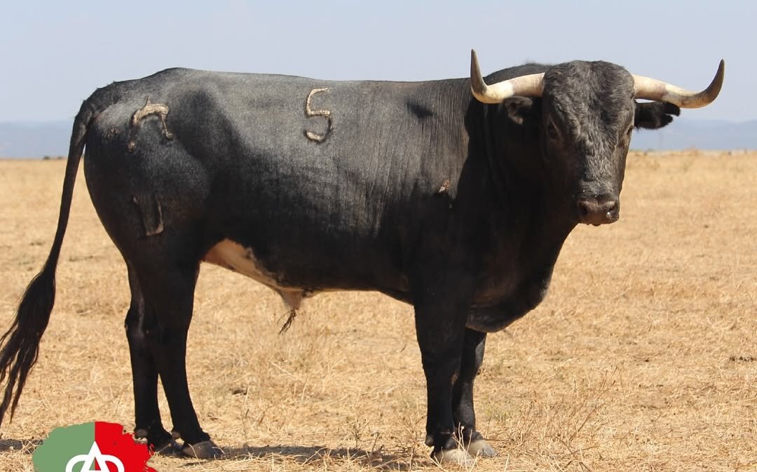 Los miuras para la VII Corrida Magallánica de Sanlúcar de Barrameda
