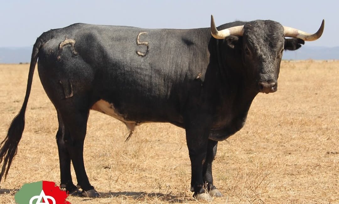 Domito, de Miura, abre la VII Corrida Magallánica