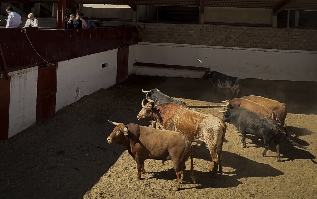 Un toro de García Jiménez completa la corrida de Cuvillo para esta tarde en Palencia