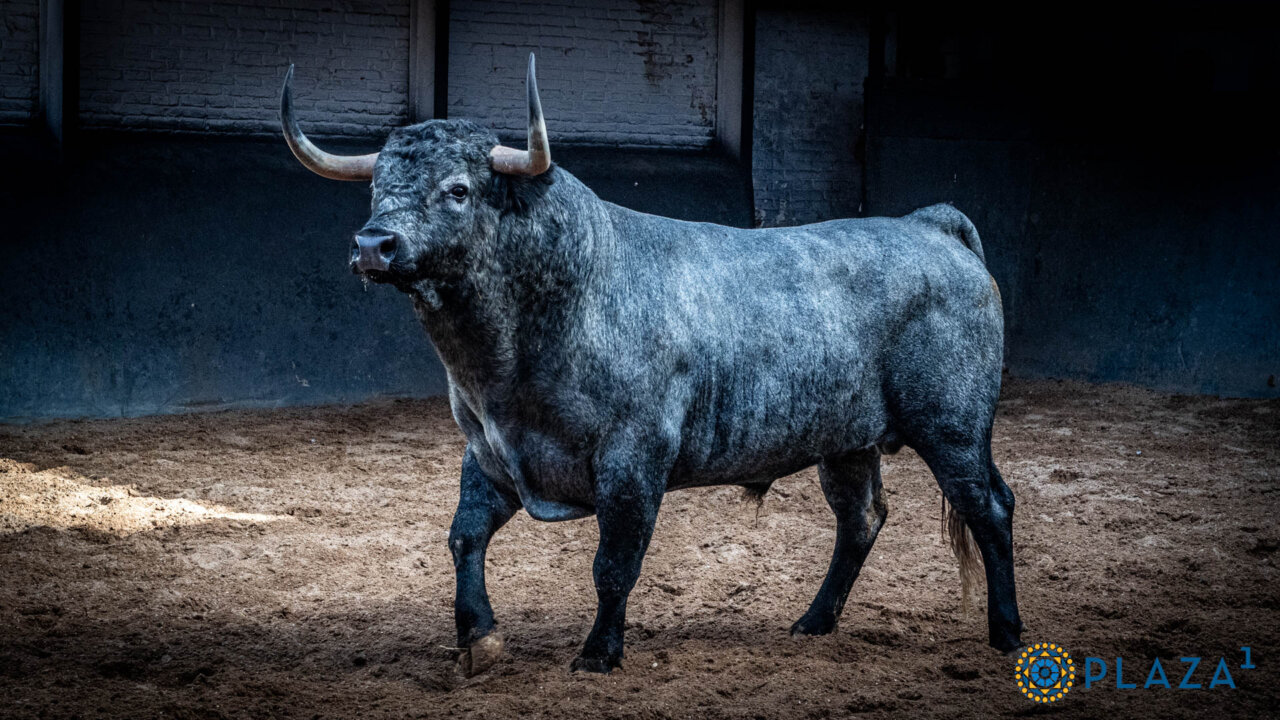 Sorteados los de Monteviejo y Partido de Resina para el segundo desafío ganadero en Las Ventas