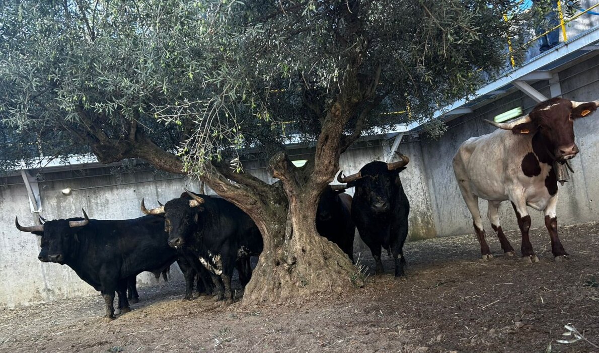 Seis de Cebada Gago para esta tarde en Illescas