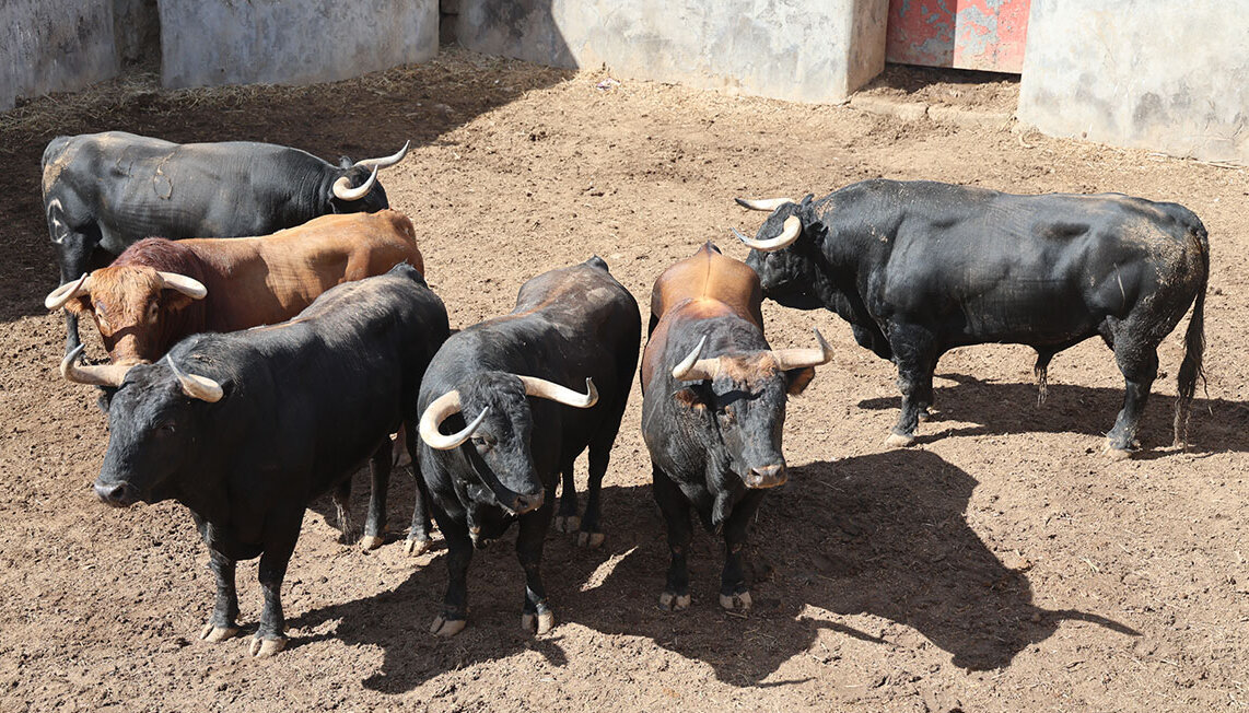 Listos los toros de Guiomar Cortés de Moura y Guadaira para Colmenar Viejo