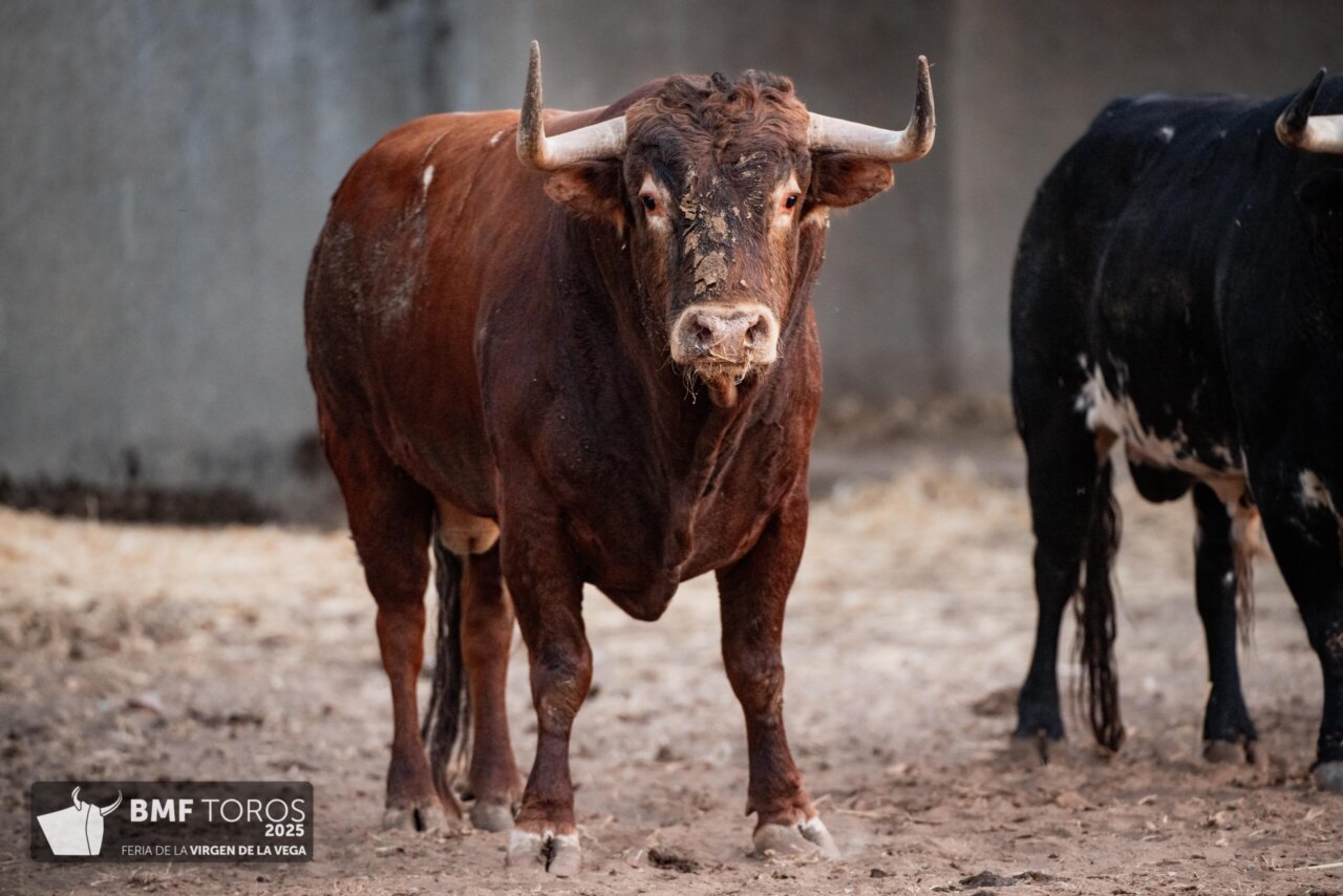 Listos los toros para la corrida concurso de Salamanca, última de feria