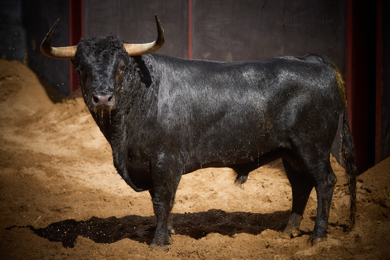 Ebanista, de Victoriano del Río, abre tarde y feria en Sevilla