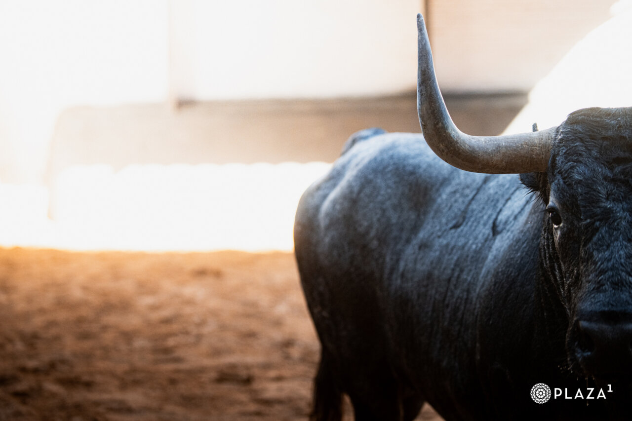 Espectáculo de José Escolar y Rehuelga en su desembarque en Las Ventas