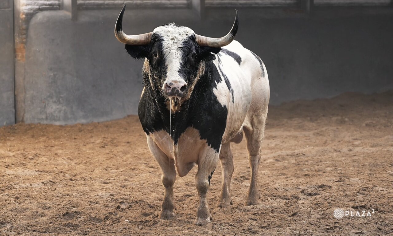 Los toros de Partido de Resina y Monteviejo ya están en Las Ventas