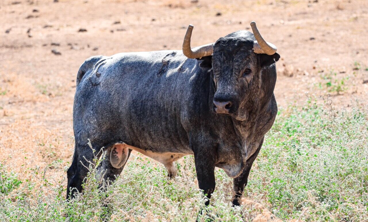 Los toros de La Quinta para la Vendimia de Nimes