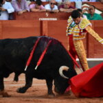 Así de bien embistió Buenasuerte a la muleta de Emilio de Justo. Foto: Menacho