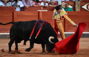 Así de bien embistió Buenasuerte a la muleta de Emilio de Justo. Foto: Menacho