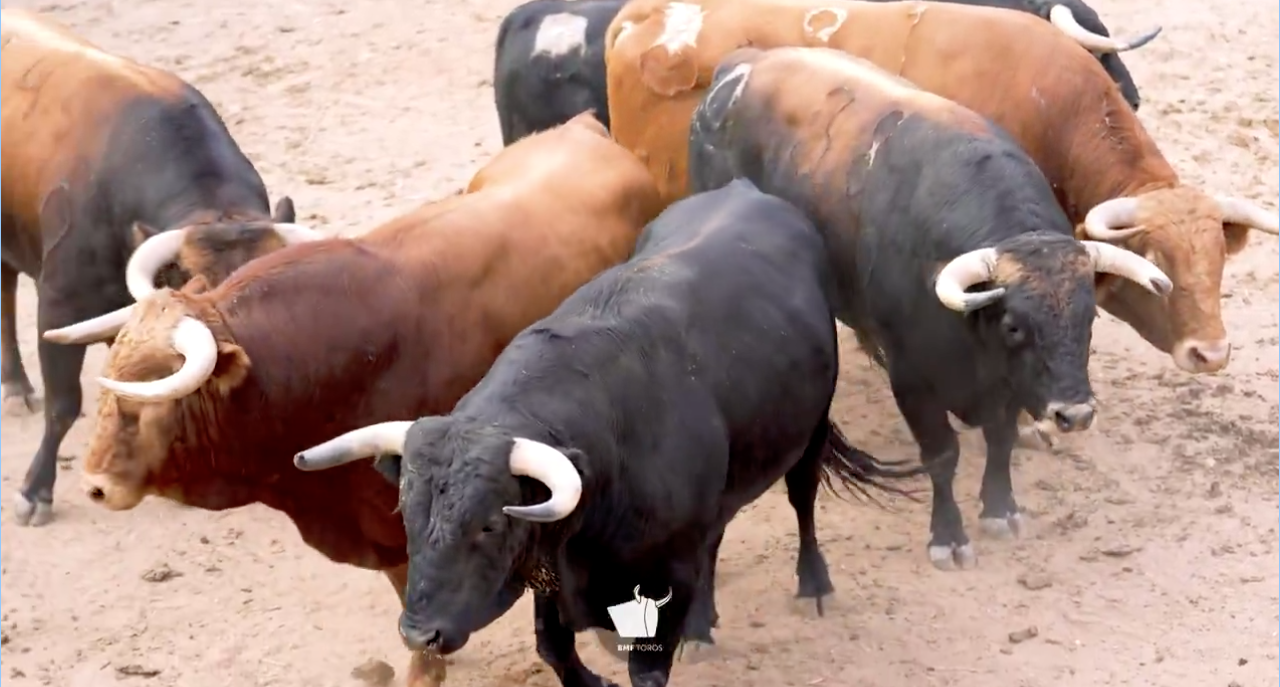 Dos toros de Sánchez y Sánchez y cuatro novillos de Montalvo para abrir feria en Salamanca