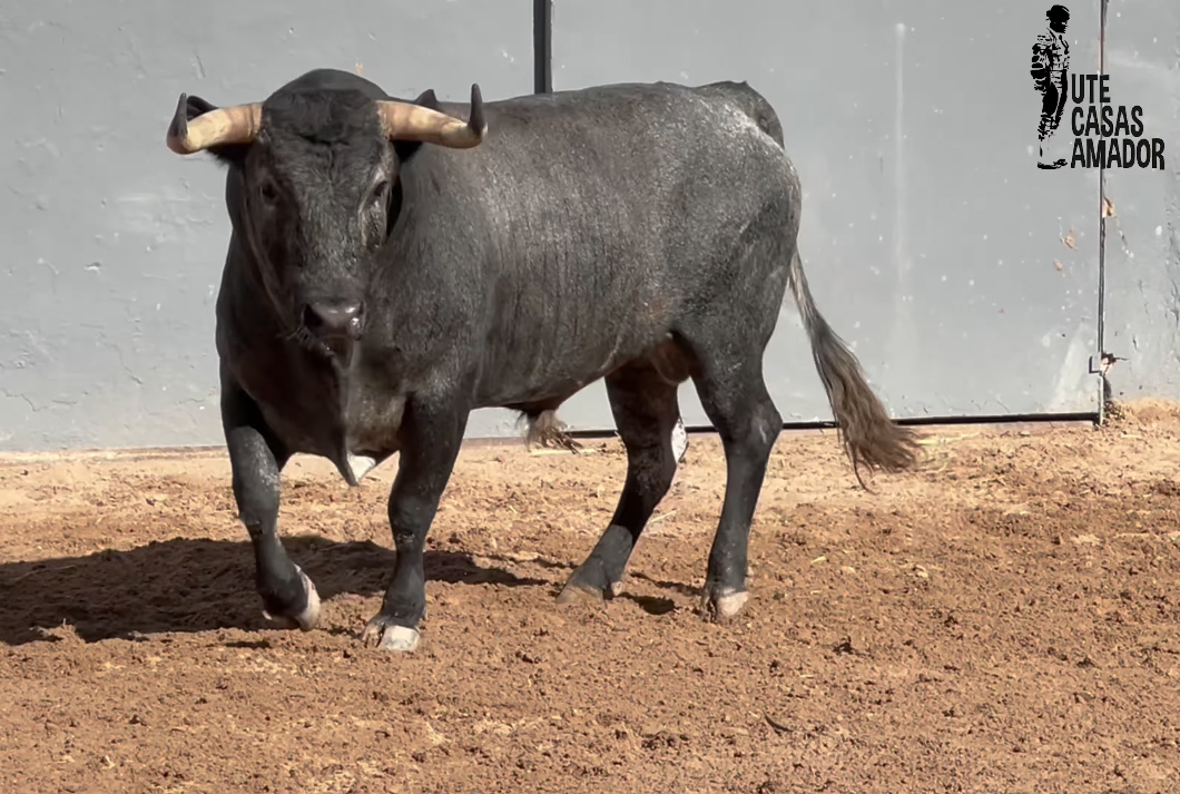 Sorteados los seis toros de La Quinta para esta tarde en Albacete