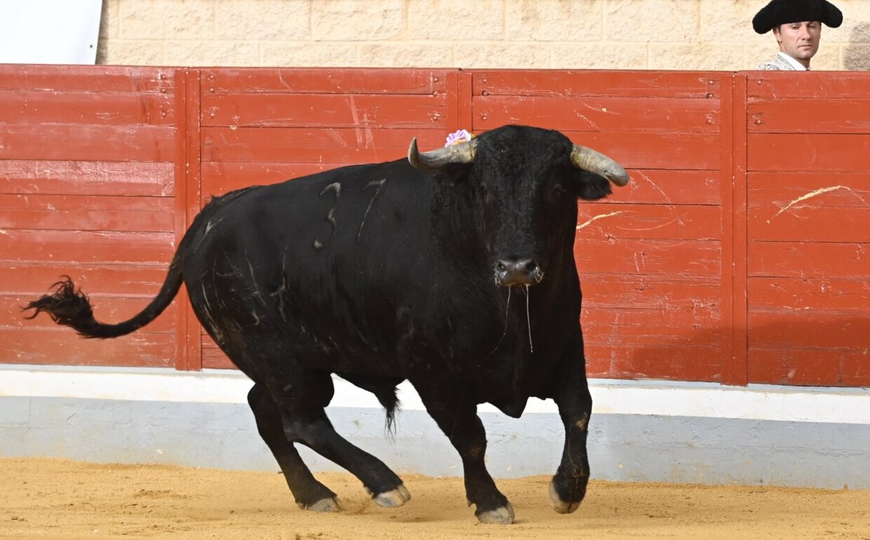 Villaseca de la Sagra, fiel a la diversidad de encastes, presenta las ganaderías para el Alfarero de Oro