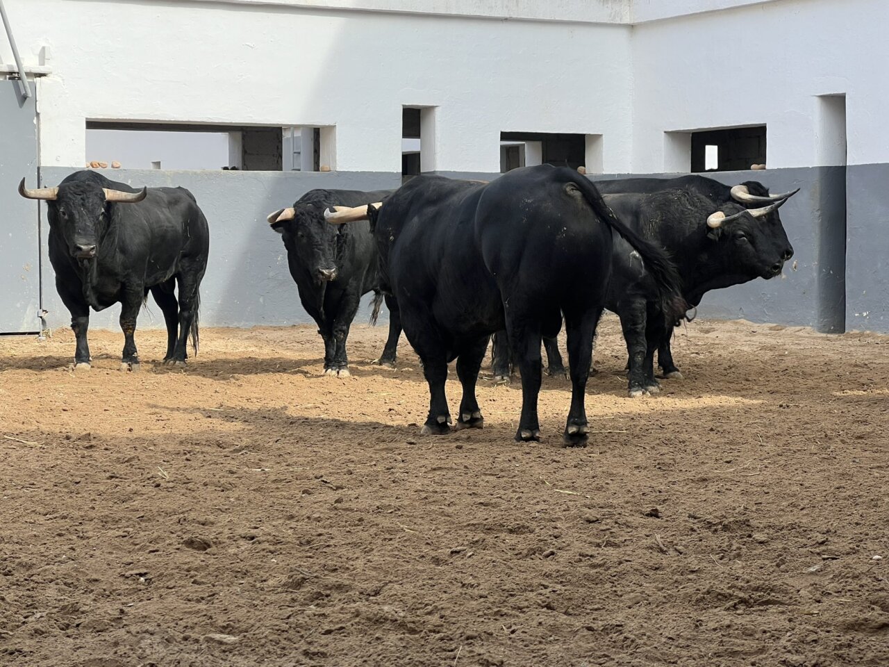 Nicolás Cortijo debuta con picadores con Limonero en Albacete
