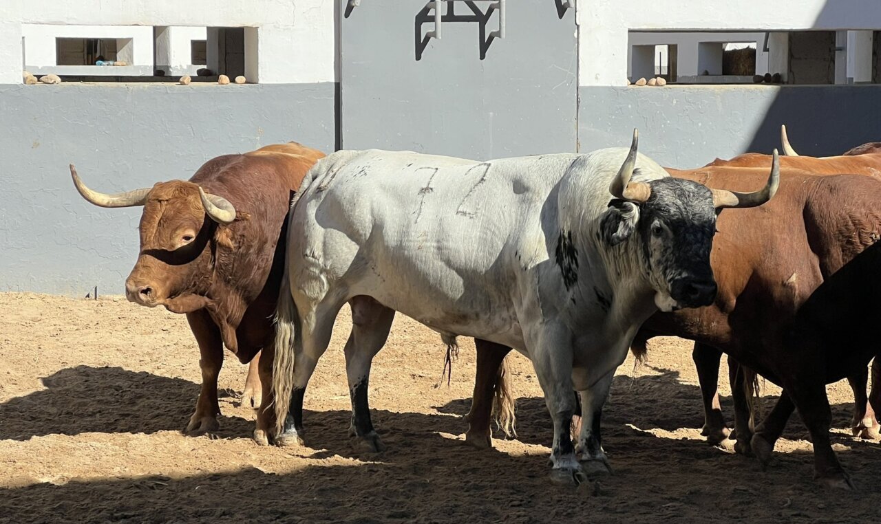 Variopinta corrida de Santiago Domecq para Albacete