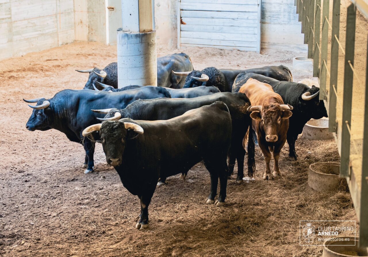 Trolero, de El Retamar, inaugura el Zapato de Oro de Arnedo