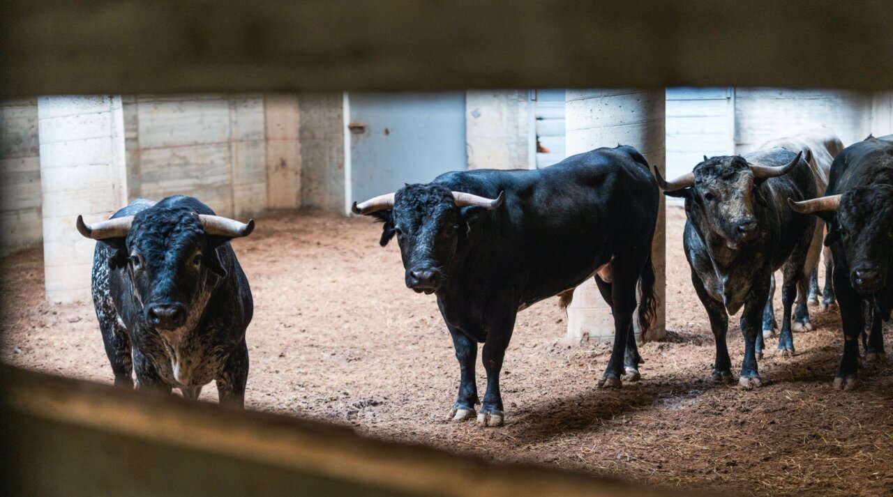 Seis novillos de Los Maños para la segunda del Zapato de Oro