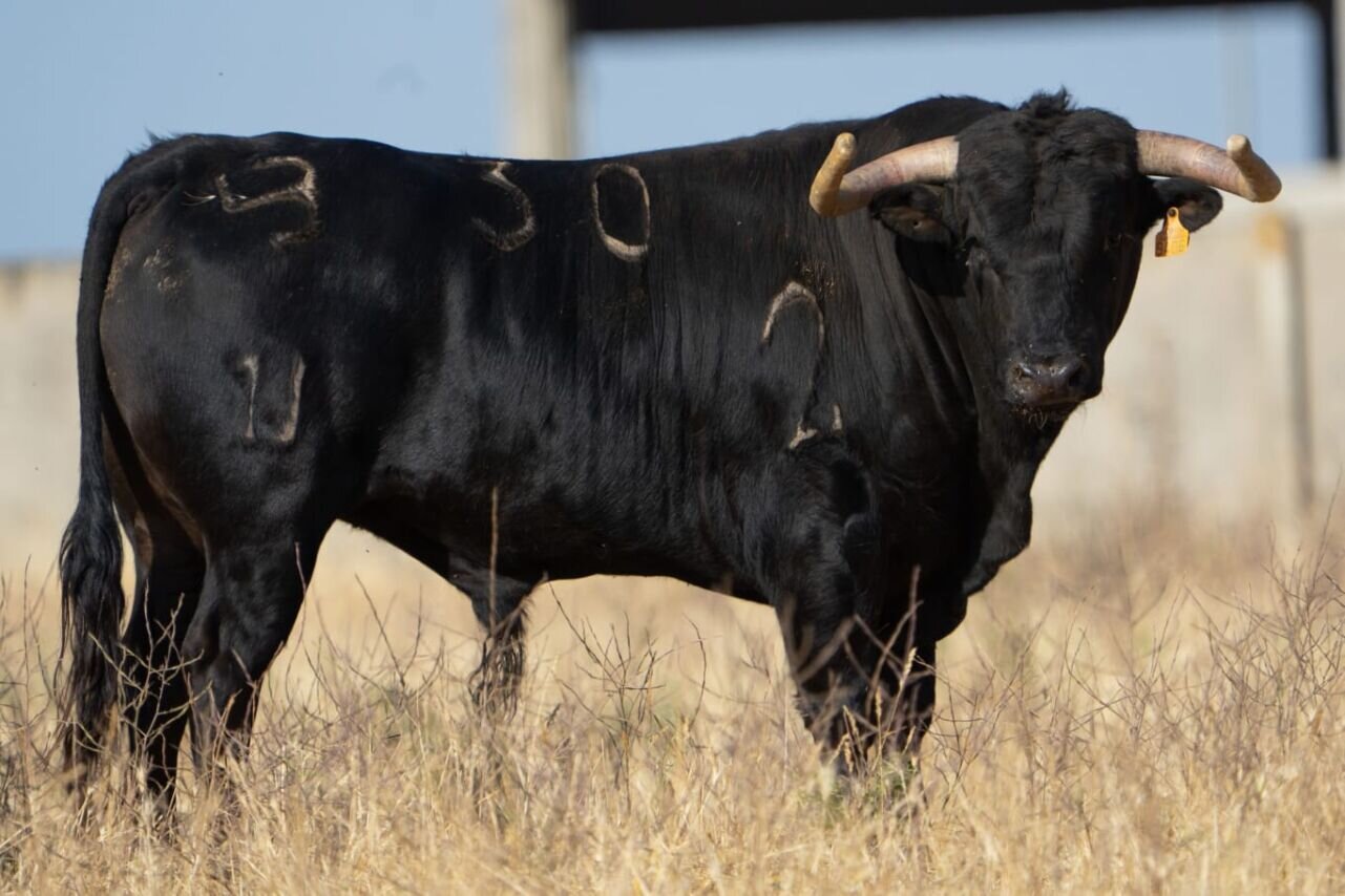 Picadillo, de Los Bayones, abre la feria de novilladas de Arganda
