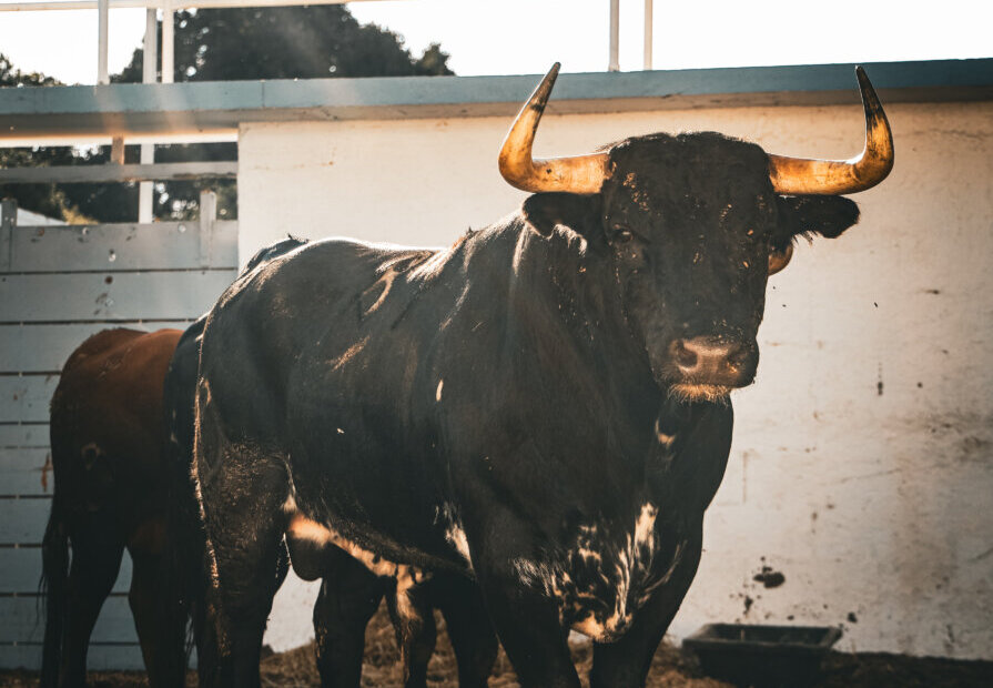 Recatadillo, de Victoriano del Río, inaugura la feria de Nimes