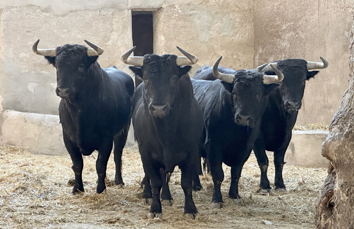 Guardés, de Fuente Ymbro, inaugura la feria de Murcia