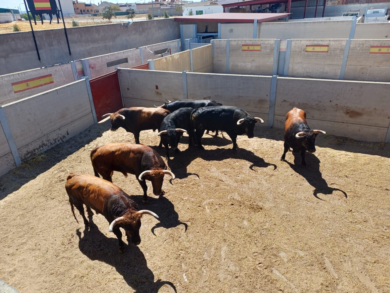 Sorteados los novillos de Conde de Mayalde para esta tarde en Villaseca de la Sagra