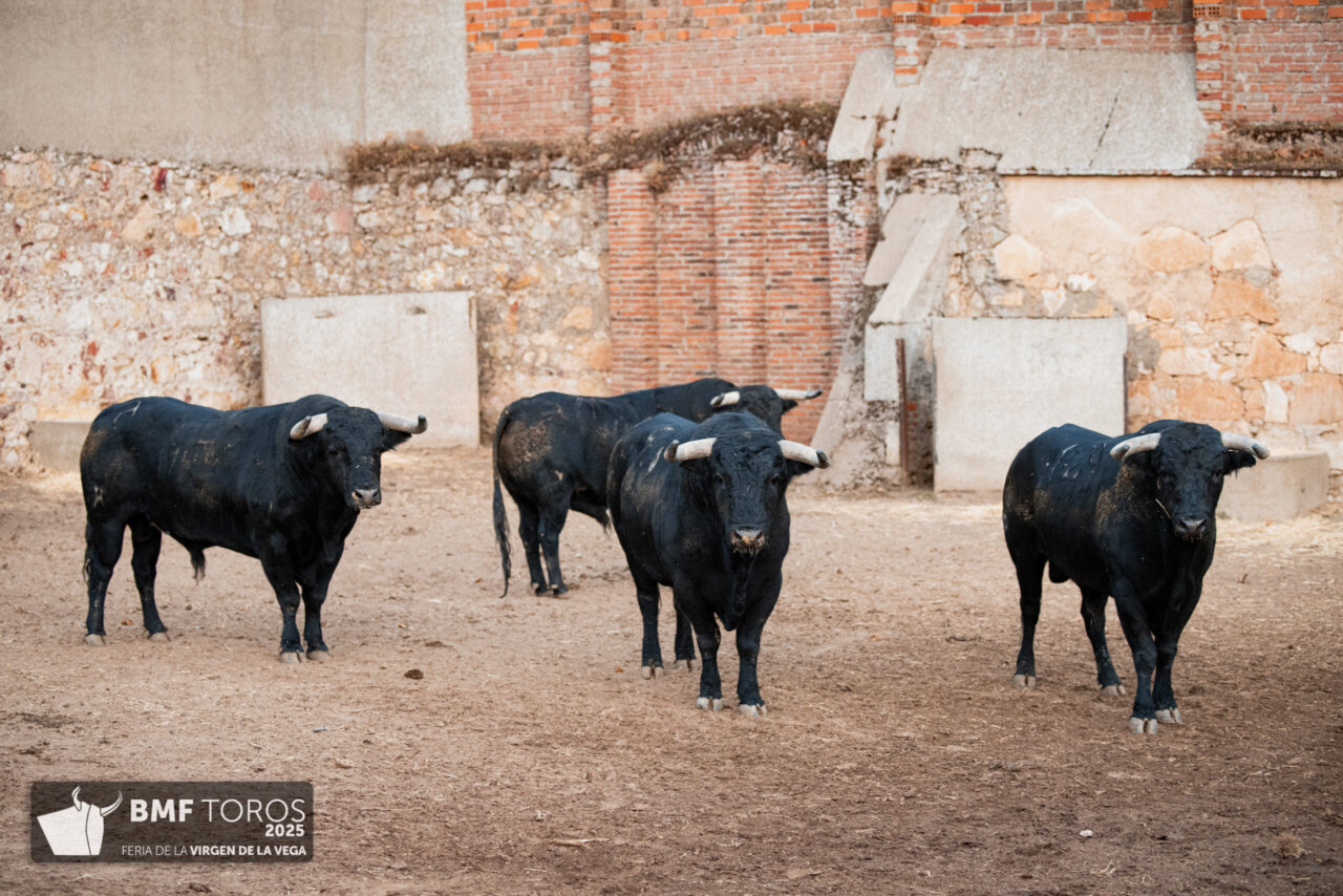 Sorteados los toros de Sánchez y Sánchez para la corrida de rejones en Salamanca
