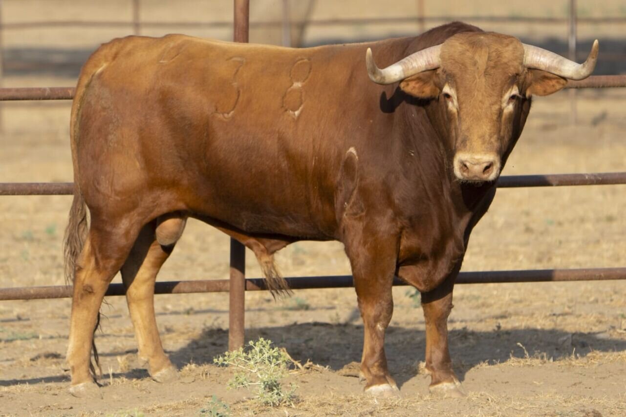Guapito, de El Freixo, descorchará la tarde en Arganda del Rey