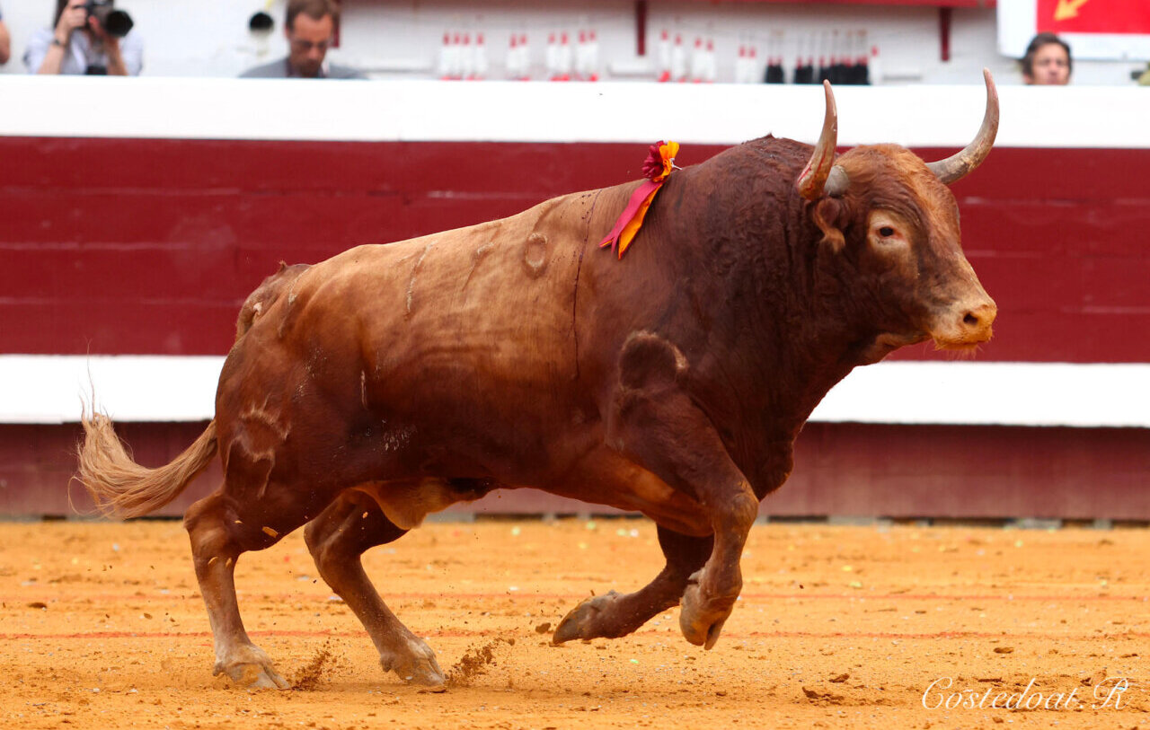 La temporada de Dax, con ganaderías: una apuesta por la variedad