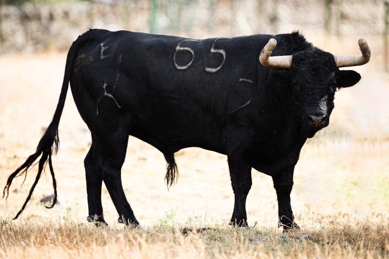 Impagado, de El Retamar, abre la novillada de hoy en Arganda