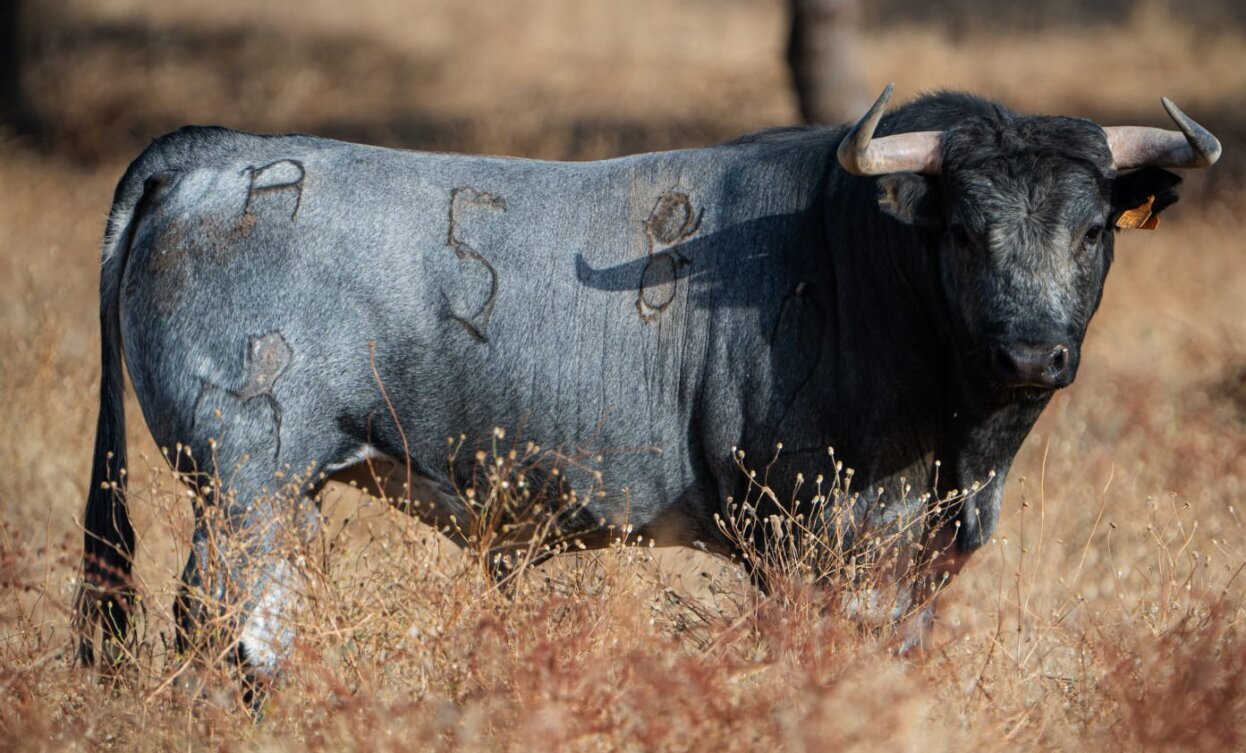 Seis de Pablo Mayoral para la novillada de Arganda del Rey