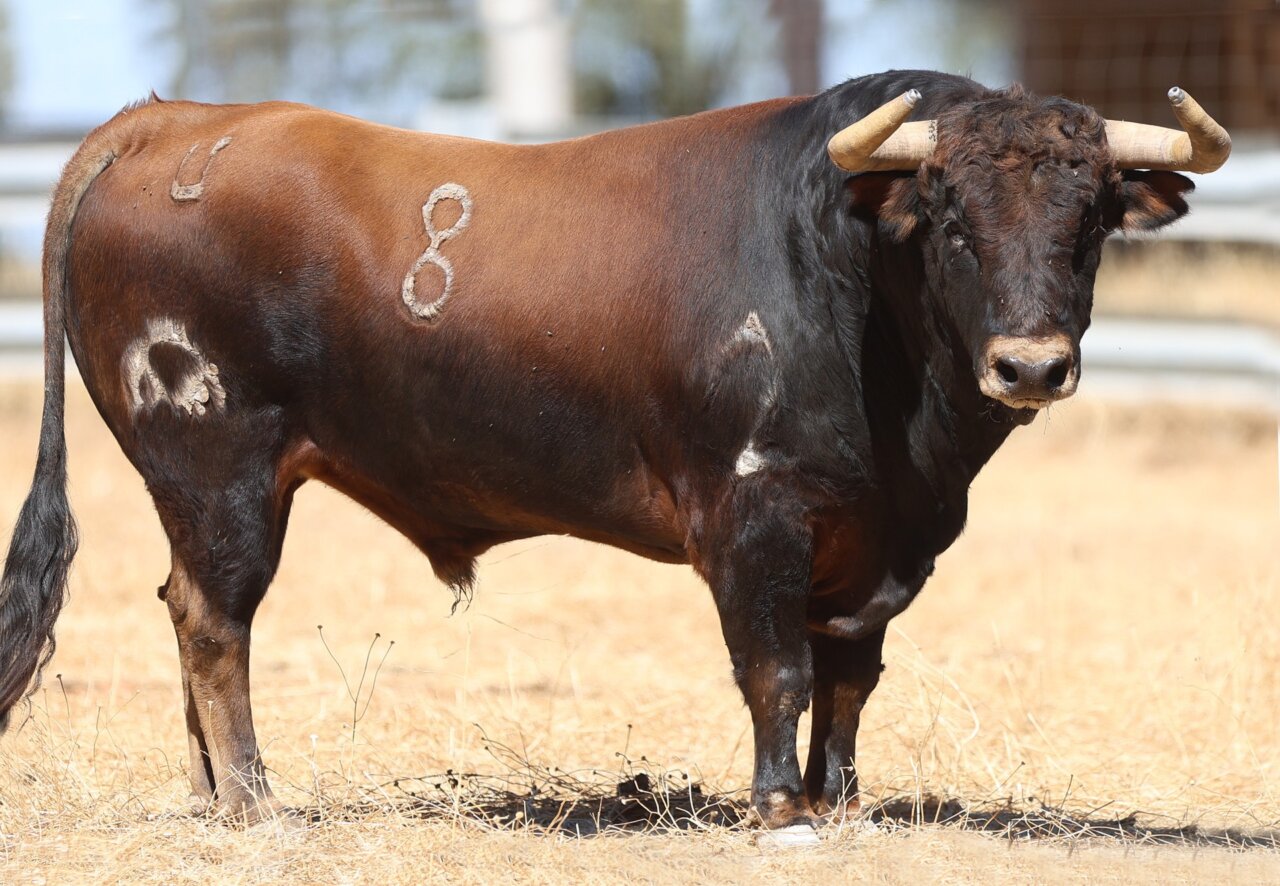 Armonía en la novillada de El Montecillo para Arnedo