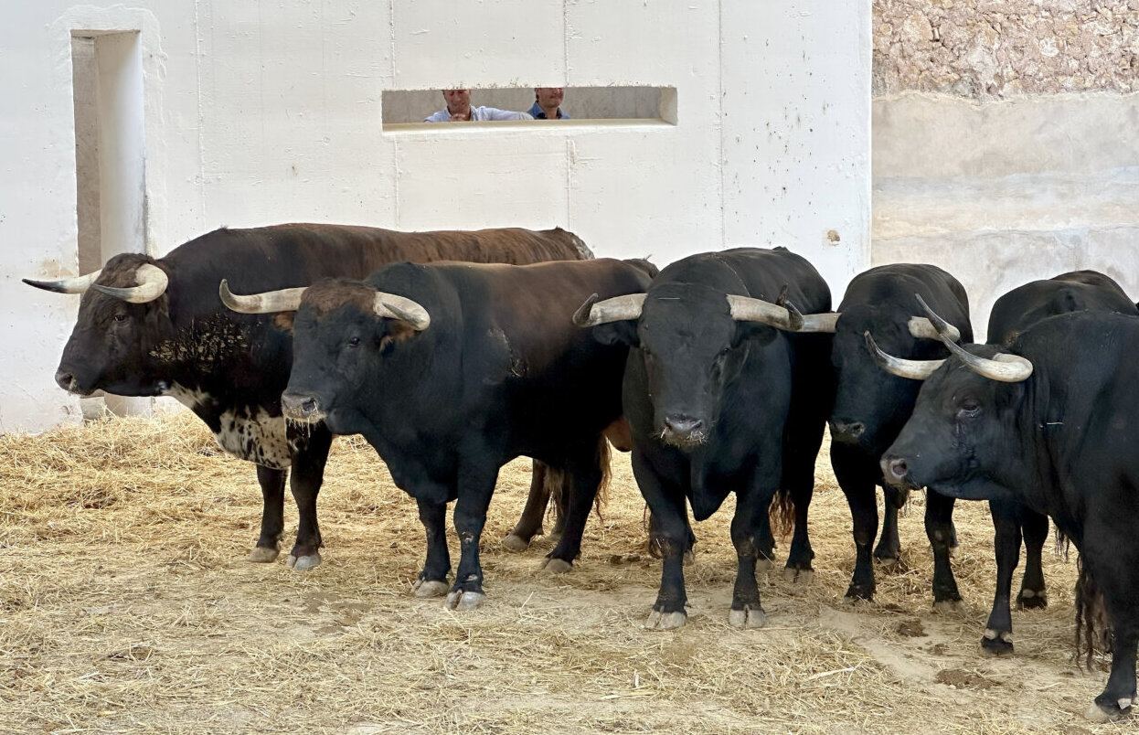 Soleares, de Victoriano del Río, abre el cartel de este martes en Murcia