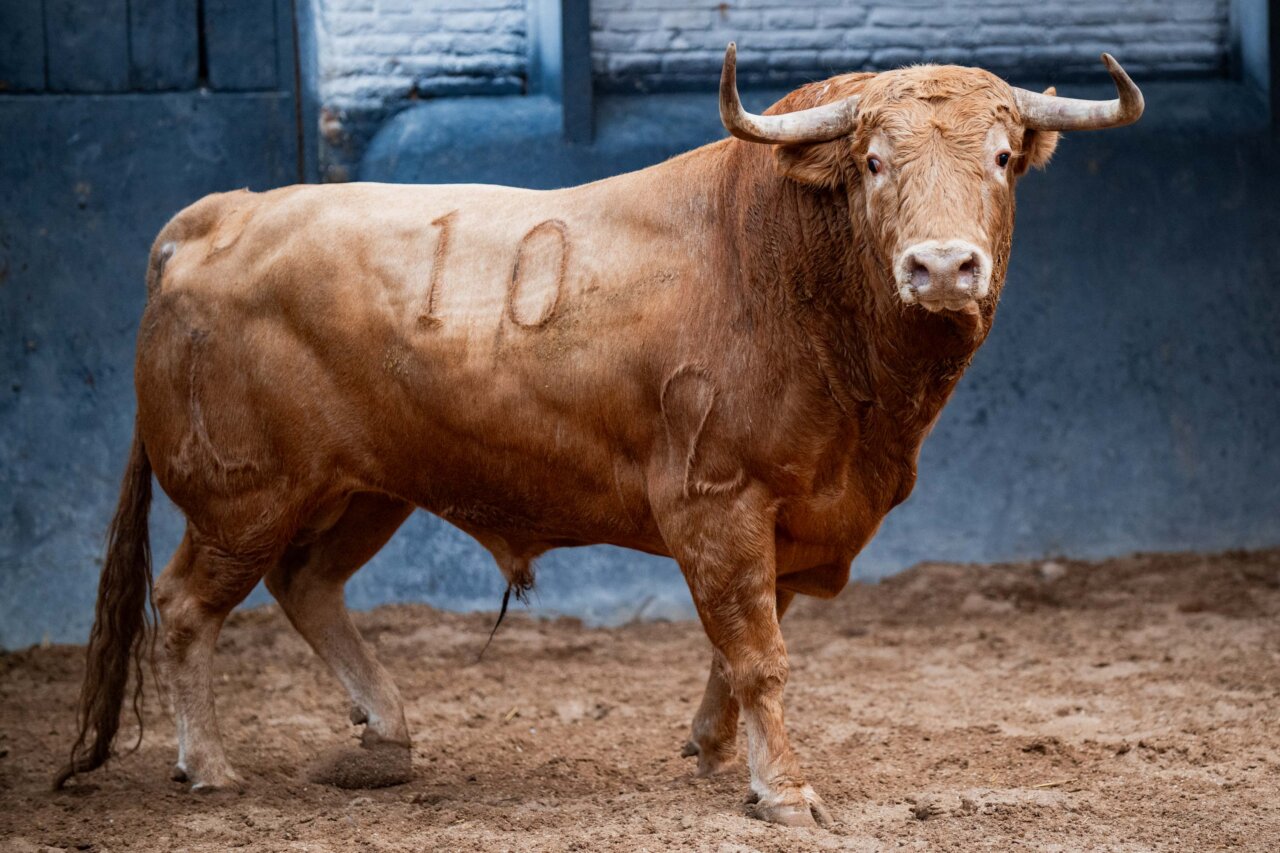 Seis novillos de Antonio López Gibaja abren el ciclo otoñal en Las Ventas