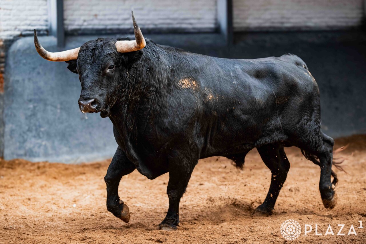 Cinco de Victoriano del Río y uno de Toros de Cortés para la segunda cita en Las Ventas