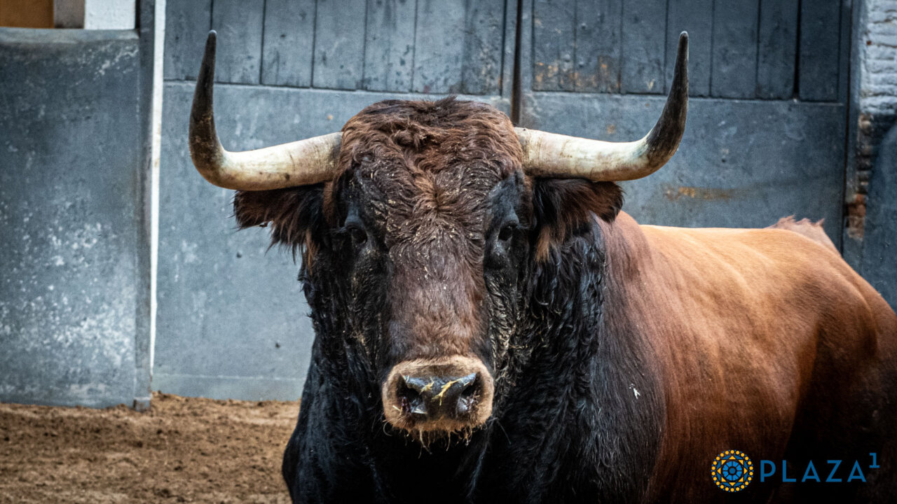 'Jienense', de Domingo Hernández, para la confirmación de alternativa de Jarocho