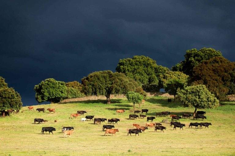 ¿Qué es la Dermatosis Nodular Contagiosa y qué insectos la transmiten?