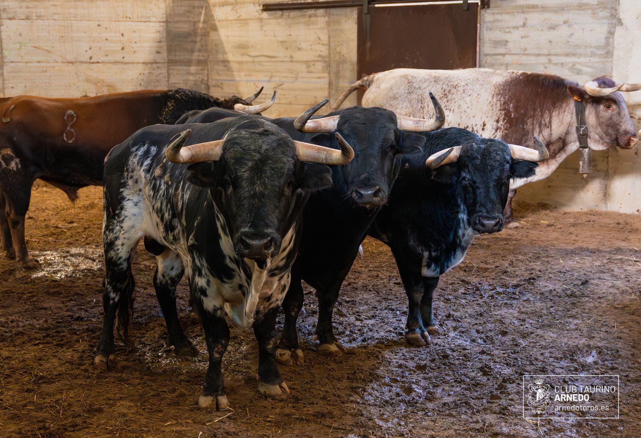 Zapateador, de El Montecillo, abre la tercera del Zapato de Oro