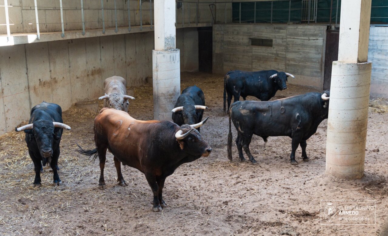 Blancaflor, de Guadalmena, cierra esta edición del Zapato de Oro de Arnedo