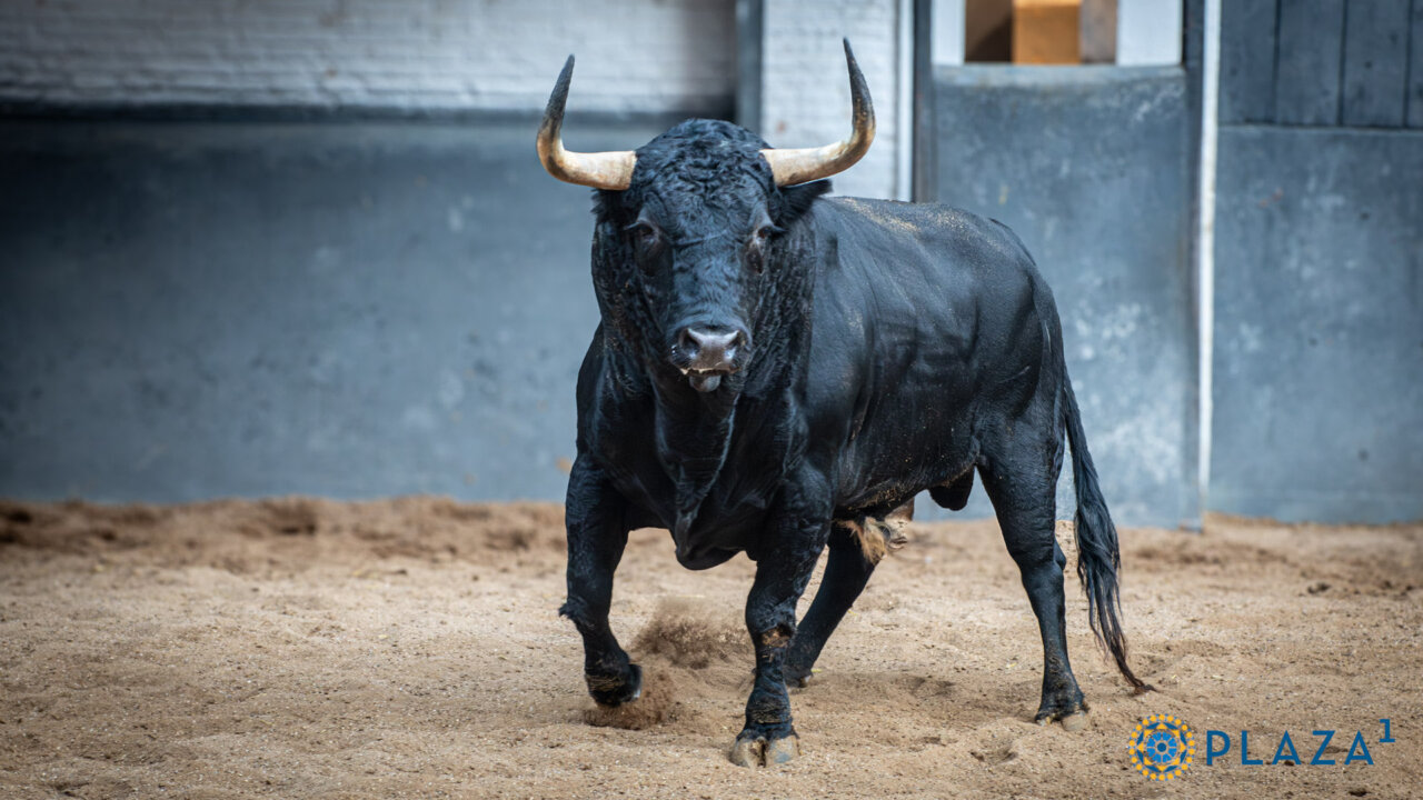 Toros de Fuente Ymbro y El Puerto para la cuarta de Otoño en Las Ventas