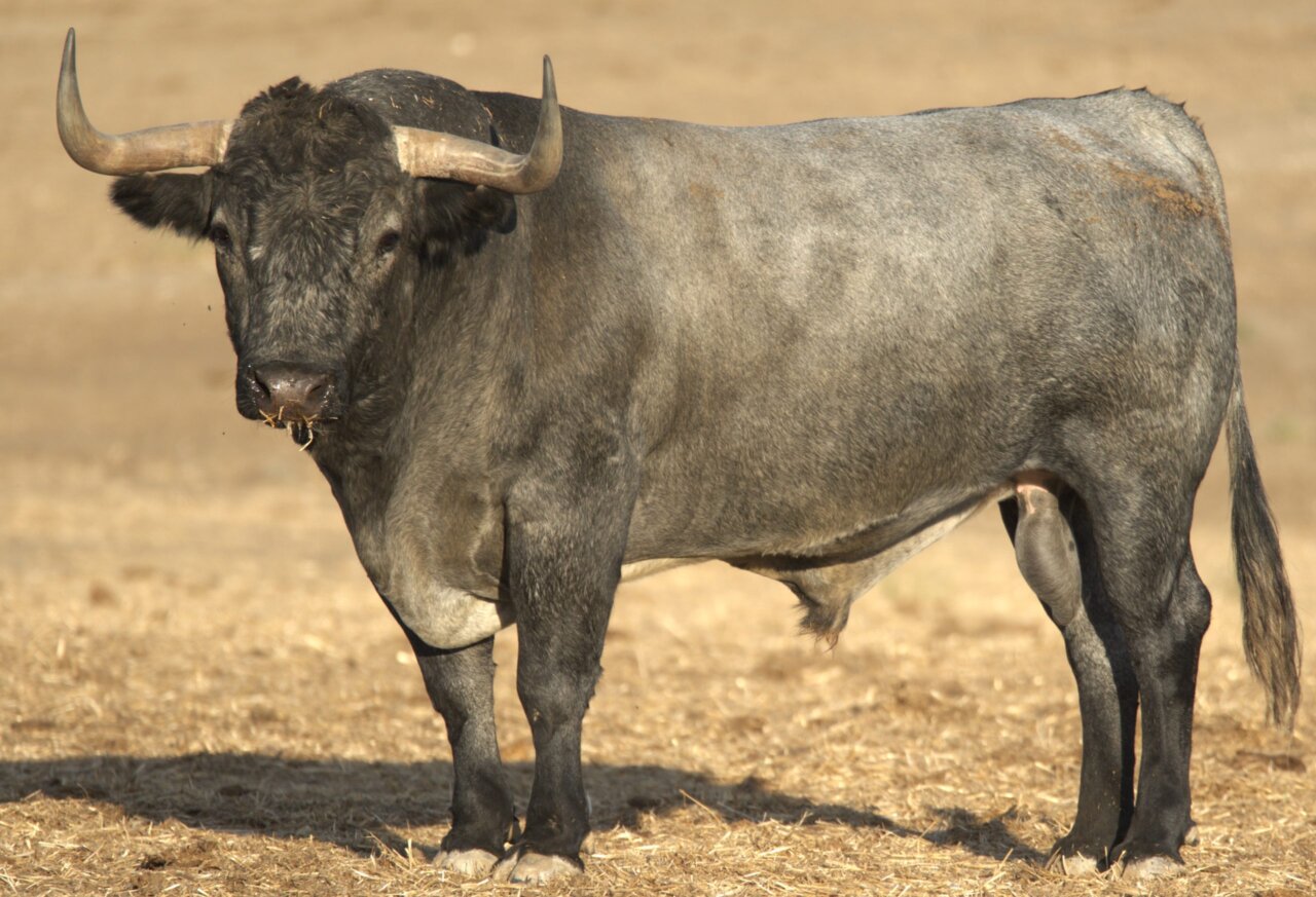 Leña de Victorino Martín para la Feria de Otoño