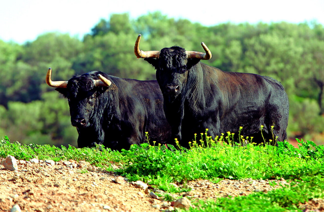 La Dermatosis Nodular Contagiosa amenaza al ganado bravo en España