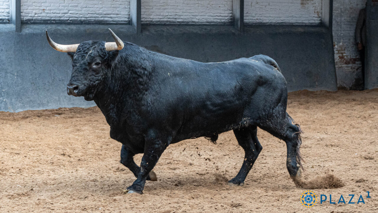 Embriagado, de Fuente Ymbro, abre la novillada esta tarde en Las Ventas