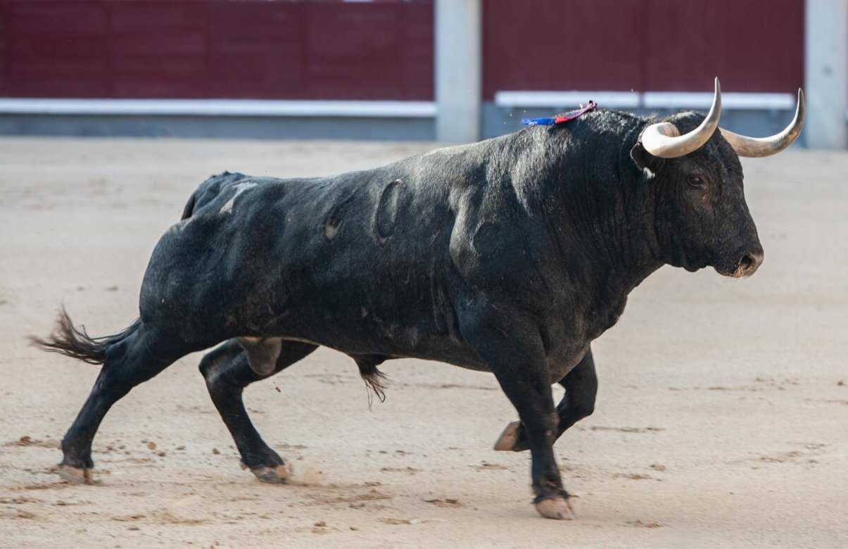 El tributo de la bravura