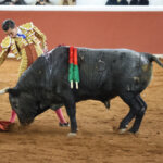 Un torero vestido de luces interactuando con un toro en la plaza de toros.